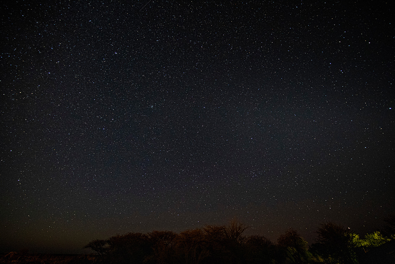 Under a night sky brimming with countless stars, majestic trees stand silhouetted. The view appears crisp and clear, much like looking through the lens of Clearsight LASIK, where precise vision matches nature's artistry.
